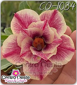 Rosa do Deserto Enxerto - CO-1034