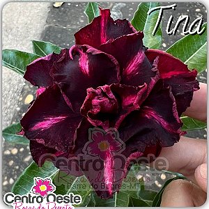 Rosa do Deserto Enxerto - Tina (Pequena)