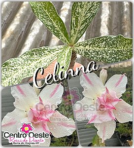 Rosa do Deserto Enxerto - Variegata CELINNA