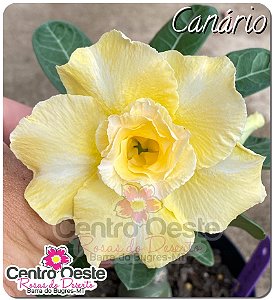 Rosa do Deserto Enxerto - Canário