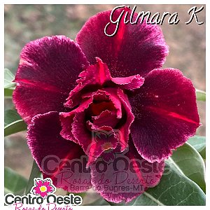 Rosa do Deserto Enxerto - Gilmara K