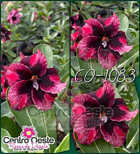 Rosa do Deserto Enxerto - CO-1083