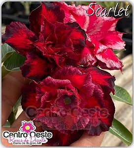 Rosa do Deserto Enxerto - Scarlet