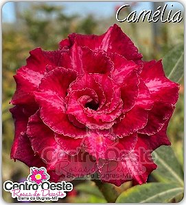 Rosa do Deserto Enxerto - CAMÉLIA