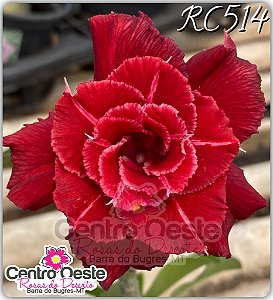 Rosa do Deserto Enxerto - RC514