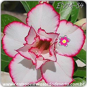 Rosa do Deserto Muda de Enxerto - EVM-084 - Flor Dobrada
