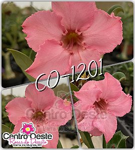 Rosa do Deserto Enxerto - CO-1201