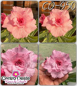 Rosa do Deserto Enxerto - CO-950