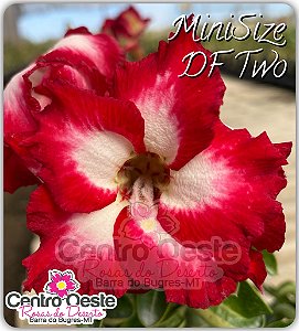 Rosa do Deserto Enxerto - Mini Size DF Two
