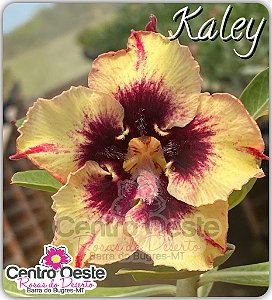 Rosa do Deserto Enxerto - KALEY
