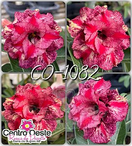 Rosa do Deserto Enxerto - CO-1082