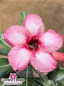 Rosa do Deserto - Sementeira Planta 0003/23