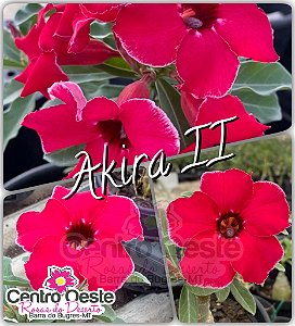 Rosa do Deserto Enxerto - Akira II  (Swazicum) - pequena