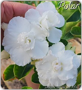 Rosa do Deserto Enxerto - Polar