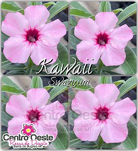 Rosa do Deserto Enxerto - Kawaii (Swazicum)