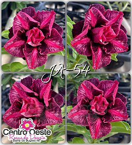 Rosa do Deserto Enxerto - JA54