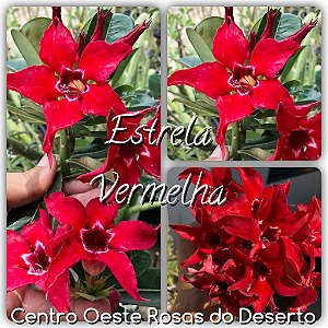 Rosa do Deserto Muda de Enxerto - Estrela Vermelha