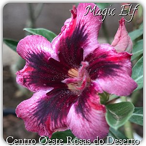Rosa do Deserto Muda de Enxerto - Magic Elf - Flor Simples Roxa Matizada 