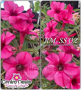 Rosa do Deserto Enxerto - RM-SS 02