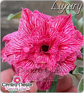 Rosa do Deserto Enxerto - Luxury