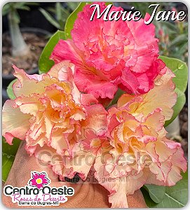 Rosa do Deserto Enxerto - Marie Jane