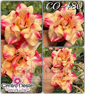 Rosa do Deserto Enxerto - CO-480