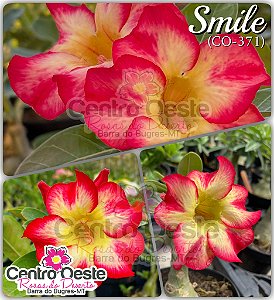 Rosa do Deserto Enxerto - SMILE