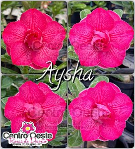 Rosa do Deserto Enxerto - AYSHA (Pequena)