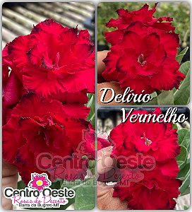 Rosa do Deserto Enxerto - DELÍRIO VERMELHO