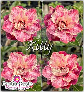 Rosa do Deserto Enxerto - KITTY
