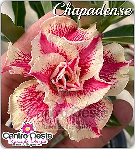 Rosa do Deserto Enxerto - CHAPADENSE