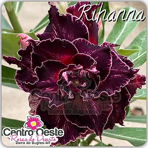 Rosa do Deserto Enxerto - Rihanna - Pote 20