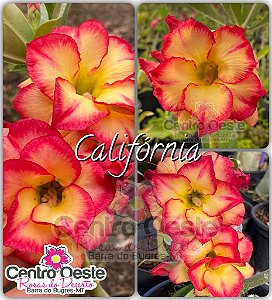 Rosa do Deserto Enxerto - Califórnia - Pote 20