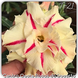 Rosa do Deserto Muda de Enxerto - T-21 - Flor Tripla Amarela com detalhe em Vermelho