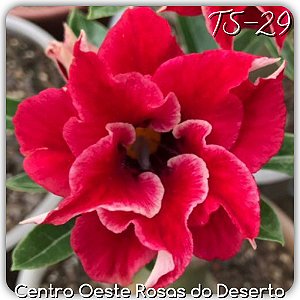 Rosa do Deserto Muda de Enxerto - TS-029 - Flor Dobrada