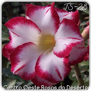 Rosa do Deserto Muda de Enxerto - TS-028 - Flor Dobrada