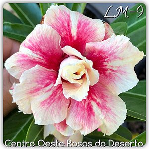 Rosa do Deserto Muda de Enxerto - LM-09 - Flor Tripla