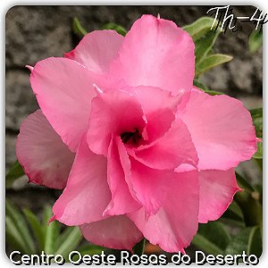 Rosa do Deserto Muda de Enxerto - TH-4 (Pequena)