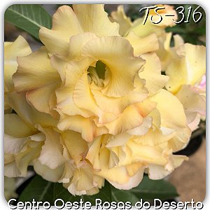 Rosa do Deserto Muda de Enxerto - TS-316 - Flor Dobrada