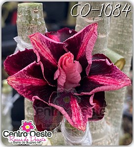 Rosa do Deserto Enxerto - CO-1084 - Pote 25