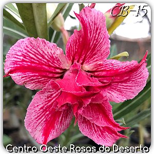 Rosa do DesertoEnxerto - CB-15