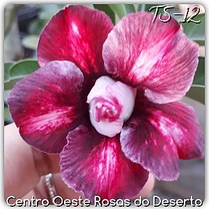 Rosa do Deserto Muda de Enxerto - TS-012 - Flor Dobrada