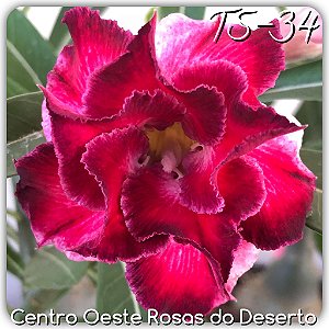 Rosa do Deserto Muda de Enxerto - TS-034 - Flor Dobrada