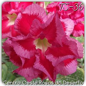 Rosa do Deserto Muda de Enxerto - TS-036 - Flor Dobrada