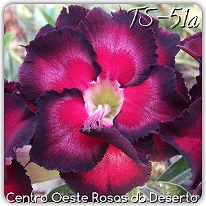 Rosa do Deserto Muda de Enxerto - TS-051a - Flor Dobrada