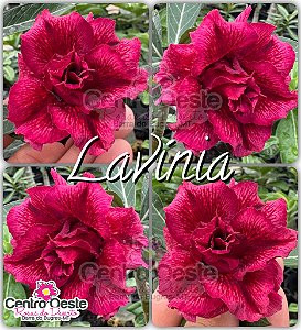 Rosa do Deserto Enxerto - Lavínia