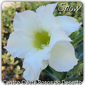 Rosa do Deserto Muda de Enxerto - Snow - Flor Dobrada branca