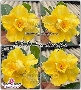 Rosa do Deserto Enxerto - BRD Fandangos (Pequena)
