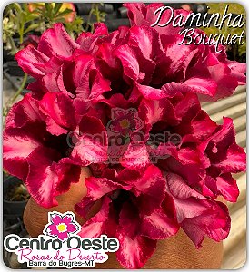 Rosa do Deserto Enxerto - Daminha Bouquet (Pequena)