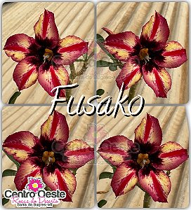 Rosa do Deserto Enxerto - Fusako (Pequena)